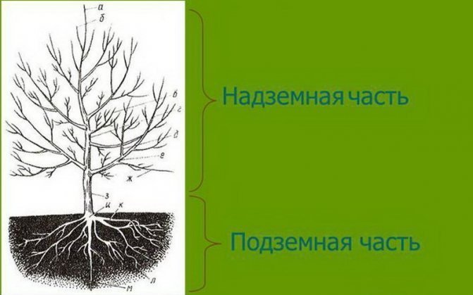 Скелетные и полускелетные ветви плодового дерева